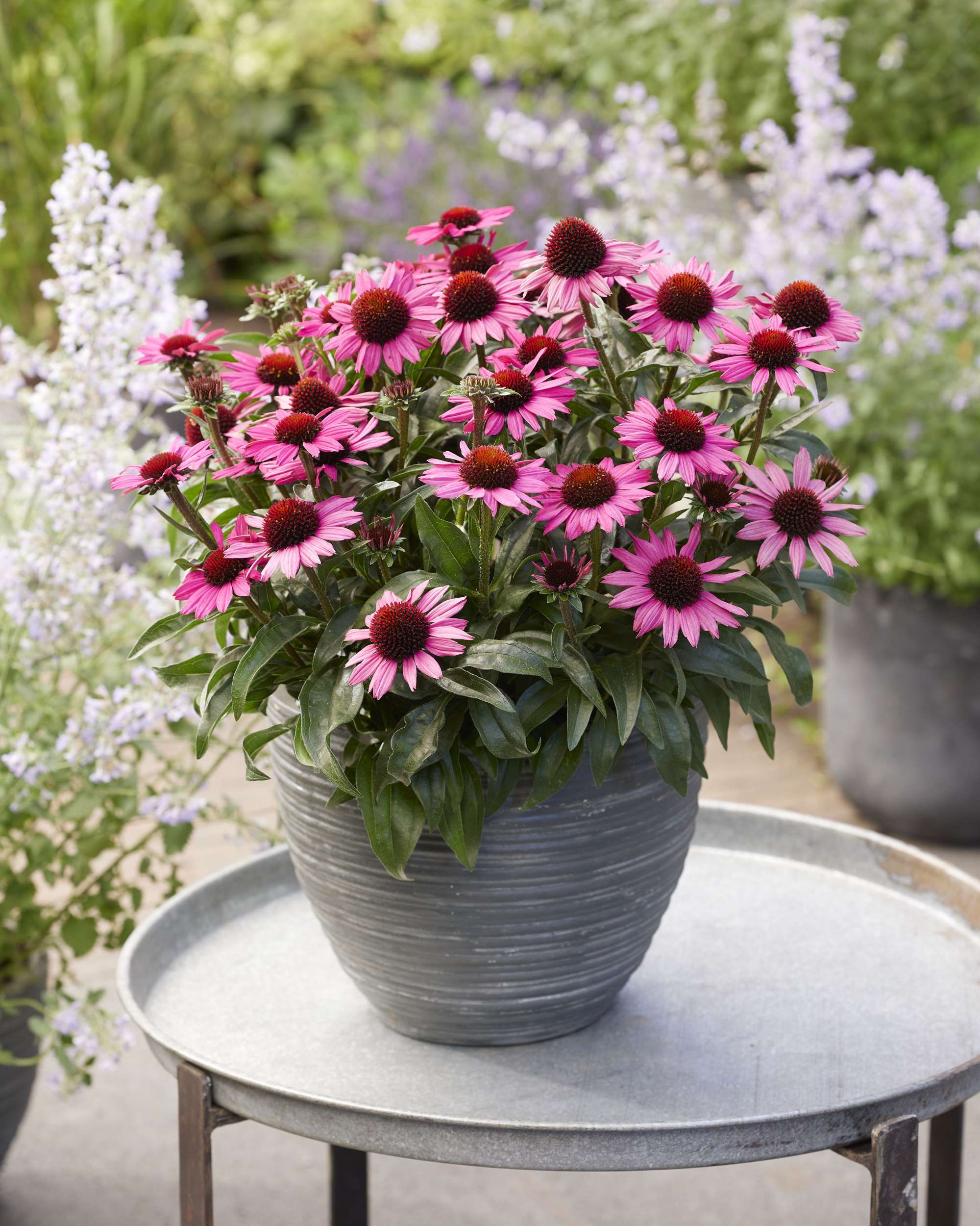 Röd solhatt Echinacea 'Chunky purple'